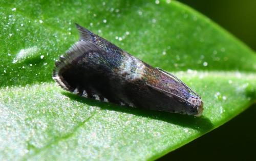 Réf. 283 803 : Strophedra nitidana
